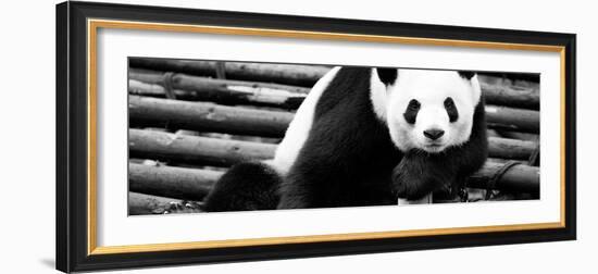 China 10MKm2 Collection - Giant Panda-Philippe Hugonnard-Framed Photographic Print