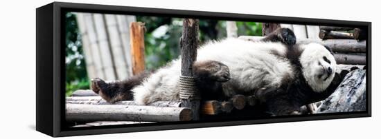 China 10MKm2 Collection - Giant Panda-Philippe Hugonnard-Framed Premier Image Canvas