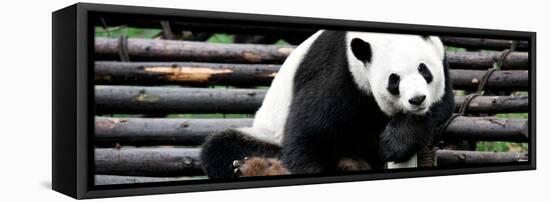 China 10MKm2 Collection - Giant Panda-Philippe Hugonnard-Framed Premier Image Canvas