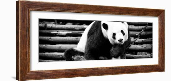 China 10MKm2 Collection - Giant Panda-Philippe Hugonnard-Framed Photographic Print