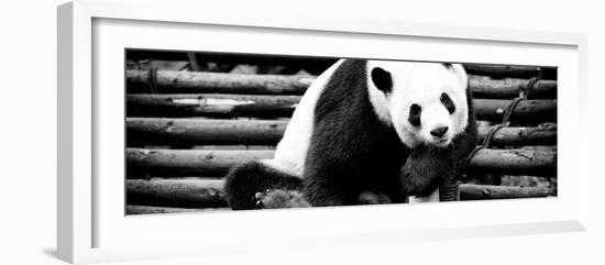 China 10MKm2 Collection - Giant Panda-Philippe Hugonnard-Framed Photographic Print