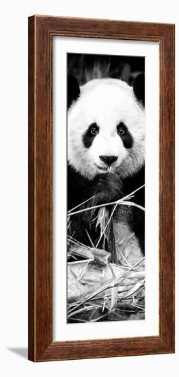 China 10MKm2 Collection - Giant Panda-Philippe Hugonnard-Framed Photographic Print