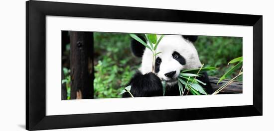 China 10MKm2 Collection - Giant Panda-Philippe Hugonnard-Framed Photographic Print