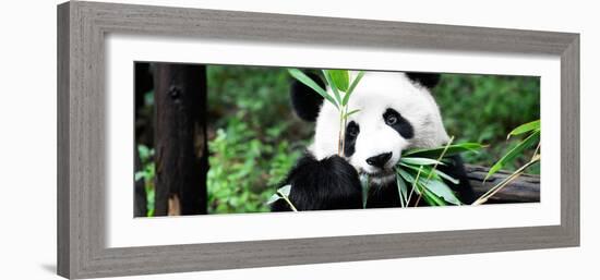 China 10MKm2 Collection - Giant Panda-Philippe Hugonnard-Framed Photographic Print