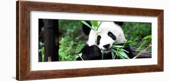 China 10MKm2 Collection - Giant Panda-Philippe Hugonnard-Framed Photographic Print