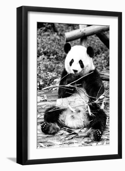 China 10MKm2 Collection - Giant Panda-Philippe Hugonnard-Framed Photographic Print