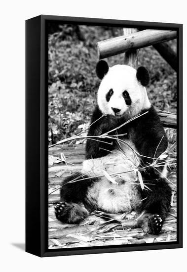 China 10MKm2 Collection - Giant Panda-Philippe Hugonnard-Framed Premier Image Canvas