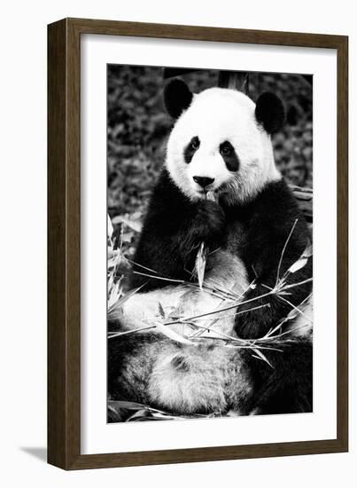 China 10MKm2 Collection - Giant Panda-Philippe Hugonnard-Framed Photographic Print