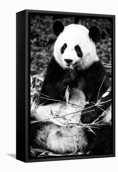 China 10MKm2 Collection - Giant Panda-Philippe Hugonnard-Framed Premier Image Canvas