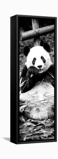 China 10MKm2 Collection - Giant Panda-Philippe Hugonnard-Framed Premier Image Canvas