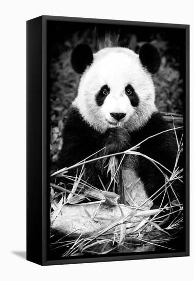 China 10MKm2 Collection - Giant Panda-Philippe Hugonnard-Framed Premier Image Canvas