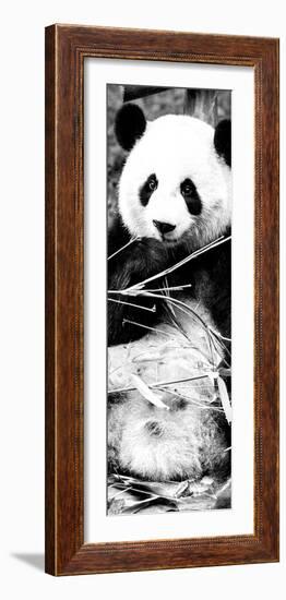 China 10MKm2 Collection - Giant Panda-Philippe Hugonnard-Framed Photographic Print