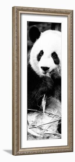 China 10MKm2 Collection - Giant Panda-Philippe Hugonnard-Framed Photographic Print