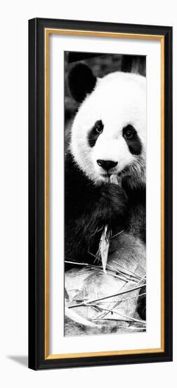 China 10MKm2 Collection - Giant Panda-Philippe Hugonnard-Framed Photographic Print