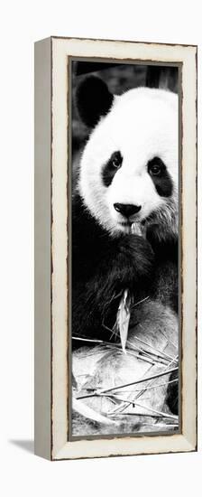 China 10MKm2 Collection - Giant Panda-Philippe Hugonnard-Framed Premier Image Canvas