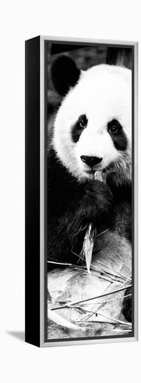 China 10MKm2 Collection - Giant Panda-Philippe Hugonnard-Framed Premier Image Canvas