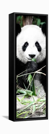 China 10MKm2 Collection - Giant Panda-Philippe Hugonnard-Framed Premier Image Canvas