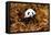 China 10MKm2 Collection - Giant Panda-Philippe Hugonnard-Framed Premier Image Canvas