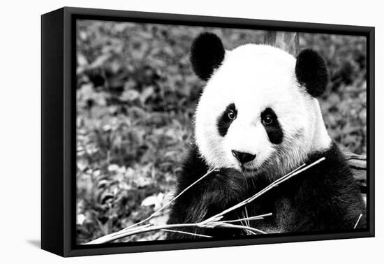 China 10MKm2 Collection - Giant Panda-Philippe Hugonnard-Framed Premier Image Canvas