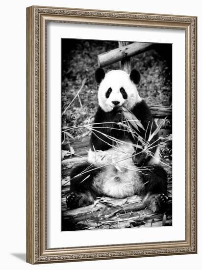 China 10MKm2 Collection - Giant Panda-Philippe Hugonnard-Framed Photographic Print