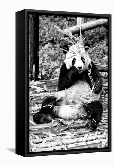 China 10MKm2 Collection - Giant Panda-Philippe Hugonnard-Framed Premier Image Canvas