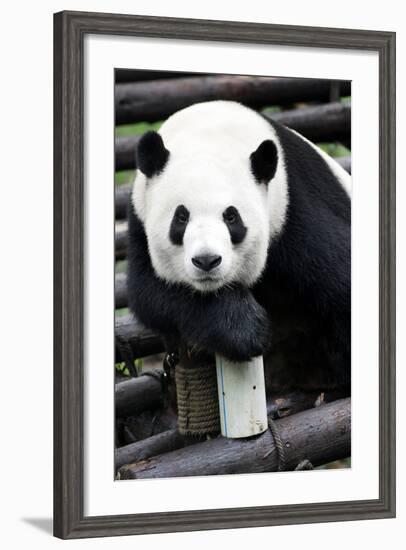 China 10MKm2 Collection - Giant Panda-Philippe Hugonnard-Framed Photographic Print