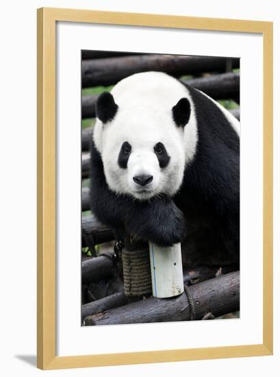 China 10MKm2 Collection - Giant Panda-Philippe Hugonnard-Framed Photographic Print