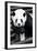 China 10MKm2 Collection - Giant Panda-Philippe Hugonnard-Framed Photographic Print