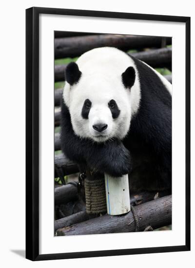 China 10MKm2 Collection - Giant Panda-Philippe Hugonnard-Framed Photographic Print