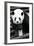 China 10MKm2 Collection - Giant Panda-Philippe Hugonnard-Framed Photographic Print