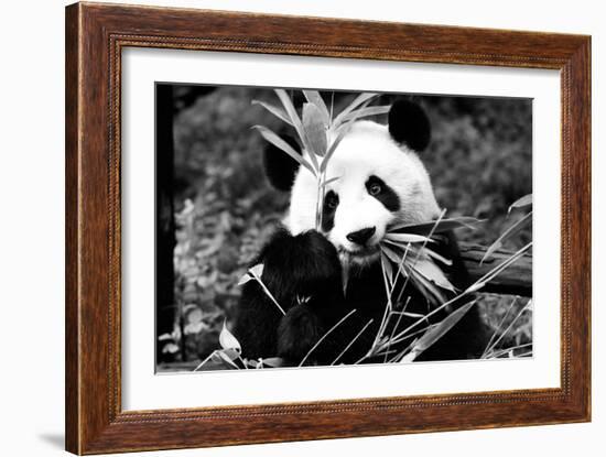 China 10MKm2 Collection - Giant Panda-Philippe Hugonnard-Framed Photographic Print