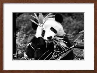 China 10mkm2 Collection Giant Panda Photographic Print Philippe Hugonnard Art Com