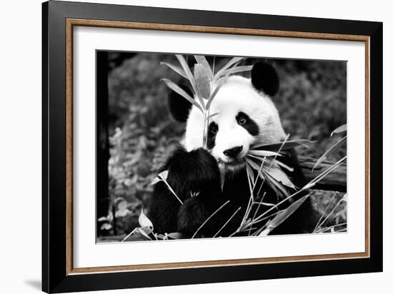 China 10MKm2 Collection - Giant Panda-Philippe Hugonnard-Framed Photographic Print