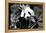 China 10MKm2 Collection - Giant Panda-Philippe Hugonnard-Framed Premier Image Canvas