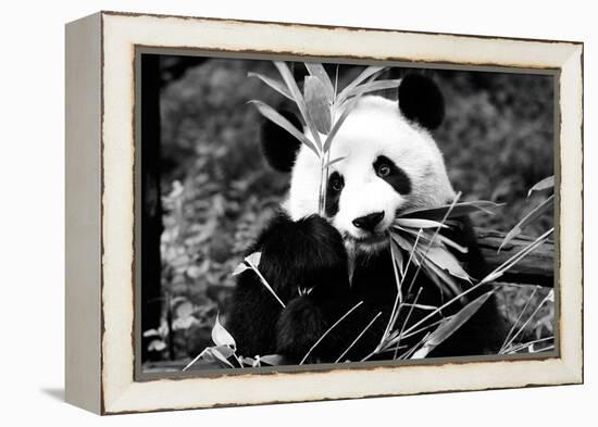 China 10MKm2 Collection - Giant Panda-Philippe Hugonnard-Framed Premier Image Canvas