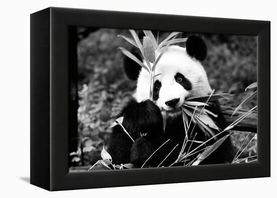 China 10MKm2 Collection - Giant Panda-Philippe Hugonnard-Framed Premier Image Canvas