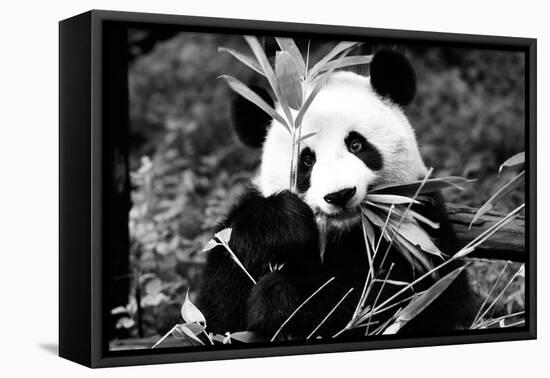 China 10MKm2 Collection - Giant Panda-Philippe Hugonnard-Framed Premier Image Canvas