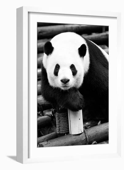 China 10MKm2 Collection - Giant Panda-Philippe Hugonnard-Framed Photographic Print