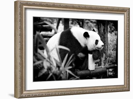 China 10MKm2 Collection - Giant Panda-Philippe Hugonnard-Framed Photographic Print