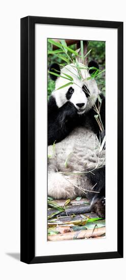 China 10MKm2 Collection - Giant Panda-Philippe Hugonnard-Framed Photographic Print