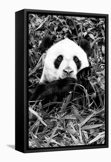 China 10MKm2 Collection - Giant Panda-Philippe Hugonnard-Framed Premier Image Canvas