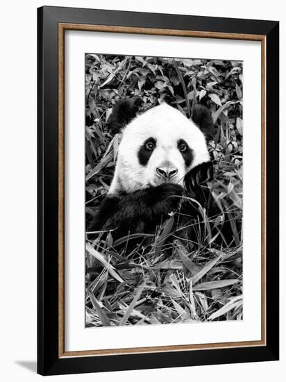 China 10MKm2 Collection - Giant Panda-Philippe Hugonnard-Framed Photographic Print