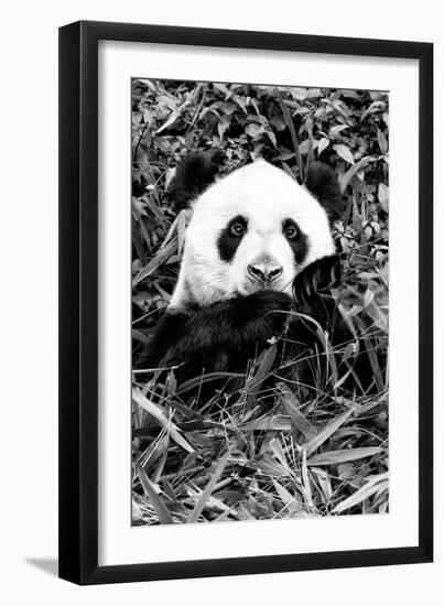 China 10MKm2 Collection - Giant Panda-Philippe Hugonnard-Framed Photographic Print