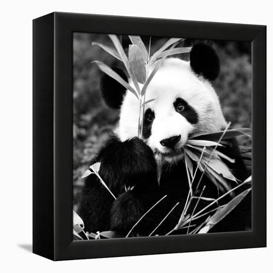 China 10MKm2 Collection - Giant Panda-Philippe Hugonnard-Framed Premier Image Canvas