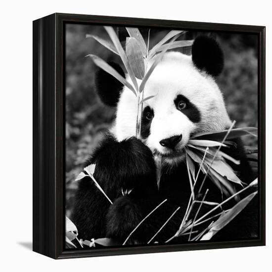 China 10MKm2 Collection - Giant Panda-Philippe Hugonnard-Framed Premier Image Canvas