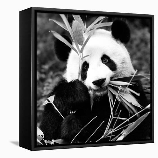 China 10MKm2 Collection - Giant Panda-Philippe Hugonnard-Framed Premier Image Canvas