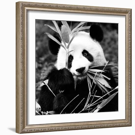 China 10MKm2 Collection - Giant Panda-Philippe Hugonnard-Framed Photographic Print