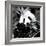 China 10MKm2 Collection - Giant Panda-Philippe Hugonnard-Framed Photographic Print