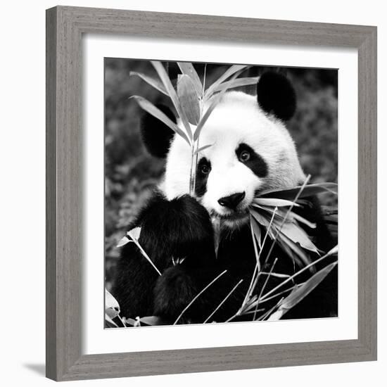 China 10MKm2 Collection - Giant Panda-Philippe Hugonnard-Framed Photographic Print