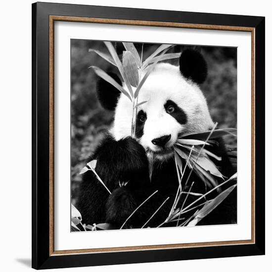 China 10MKm2 Collection - Giant Panda-Philippe Hugonnard-Framed Photographic Print